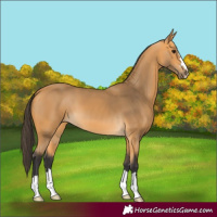 Horse Color:Buckskin 