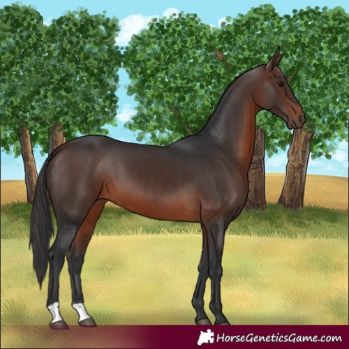 Horse Color:Brown 