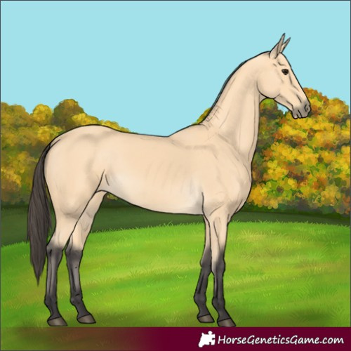 Horse Color:Buckskin 