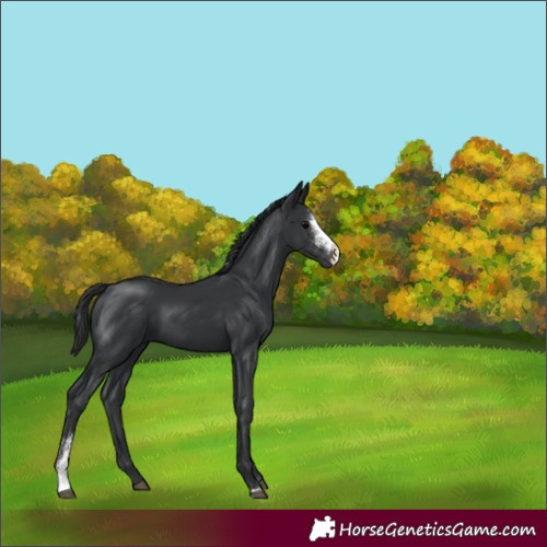 Horse Color:Black Sabino 