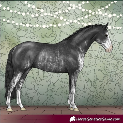 Horse Color:Black Sabino Rabicano  and Black Sabino Rabicano 
