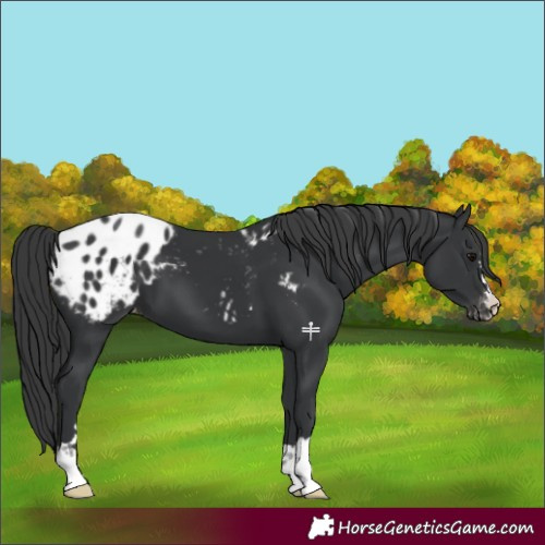 Horse Color:Black Appaloosa 
