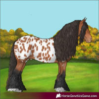 Horse Color:Bay Appaloosa 