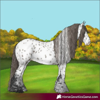 Horse Color:Grullo Appaloosa 