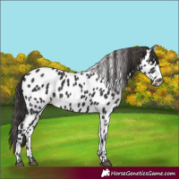 Horse Color:Smoky Black Near Leopard