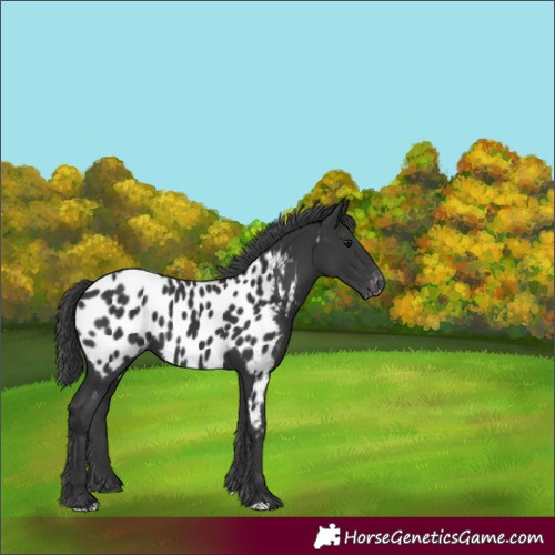 Horse Color:Black Appaloosa 