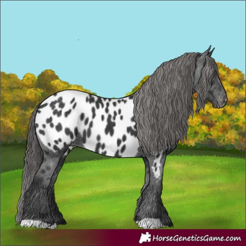 Horse Color:Black Appaloosa 