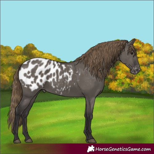 Horse Color:Smoky Grullo Appaloosa