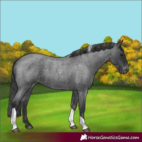 Horse Color:Blue Roan Tobiano Varnish 