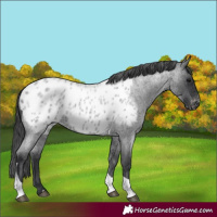 Horse Color:Blue Roan Tobiano Appaloosa