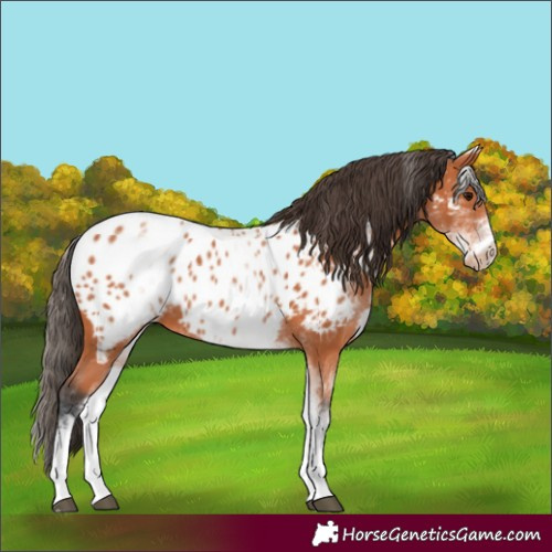 Horse Color:White Spotted Bay Appaloosa