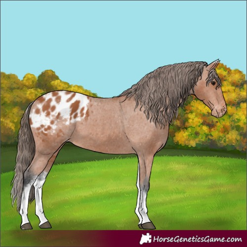Horse Color:White Spotted Bay Appaloosa 