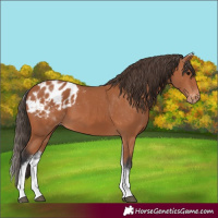 Horse Color:White Spotted Bay Appaloosa 