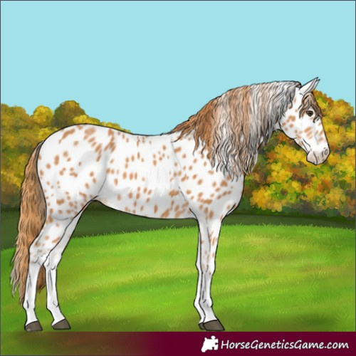 Horse Color:White Spotted Chestnut Appaloosa 