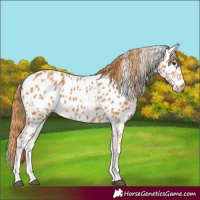 Horse Color:White Spotted Chestnut Near Leopard 