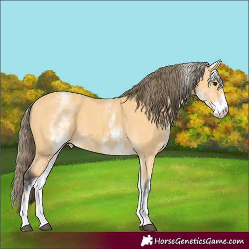Horse Color:White Spotted Buckskin Appaloosa