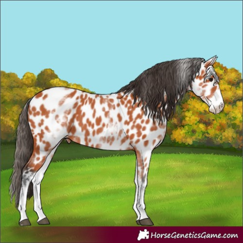 Horse Color:White Spotted Bay Near Leopard