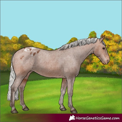 Horse Color:Silver Brown Varnish