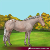Horse Color:Silver Brown Varnish 