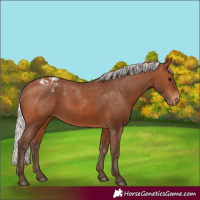 Horse Color:Silver Brown Appaloosa 