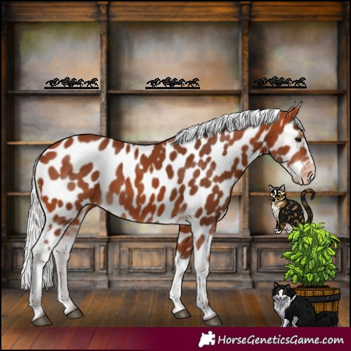 Horse Color:Silver Bay Appaloosa