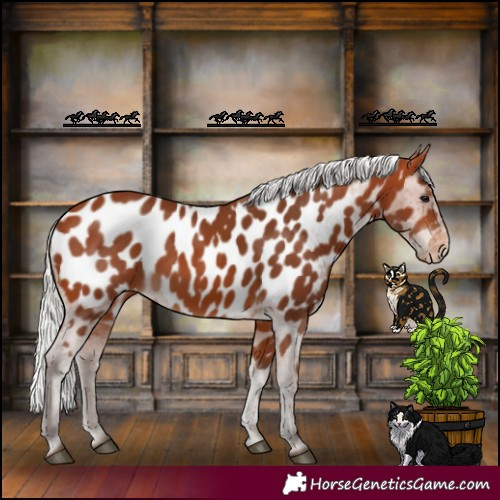 Horse Color:Silver Bay Appaloosa 