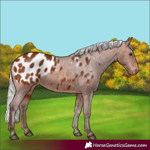 Horse Color:Silver Brown Blanket