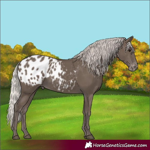 Horse Color:Silver Black Appaloosa