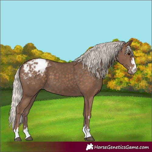 Horse Color:Silver Black Appaloosa 