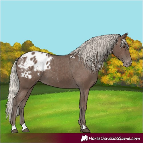 Horse Color:Silver Black Appaloosa 