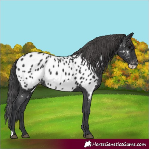 Horse Color:Black Frame Appaloosa 