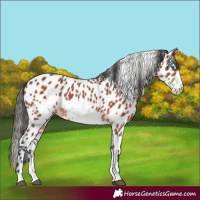 Horse Color:Bay Frame Appaloosa