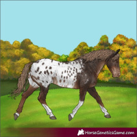 Horse Color:Liver Chestnut Tobiano Appaloosa Rabicano