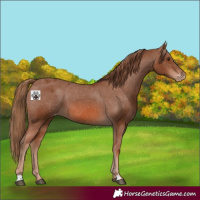 Horse Color:Chestnut Varnish 