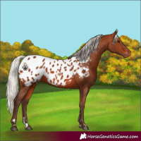 Horse Color:Silver Brown Blanket 