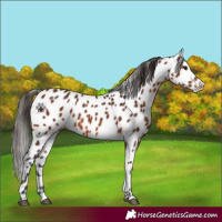 Horse Color:Bay Leopard 