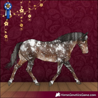 Horse Color:White Spotted Liver Chestnut Appaloosa