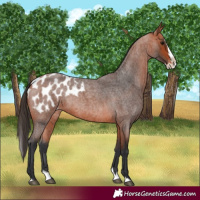 Horse Color:Bay Roan Splash Blanket 