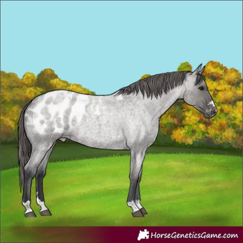 Horse Color:Grullo Roan Appaloosa 