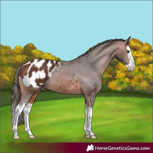 Horse Color:Bay Splash Blanket