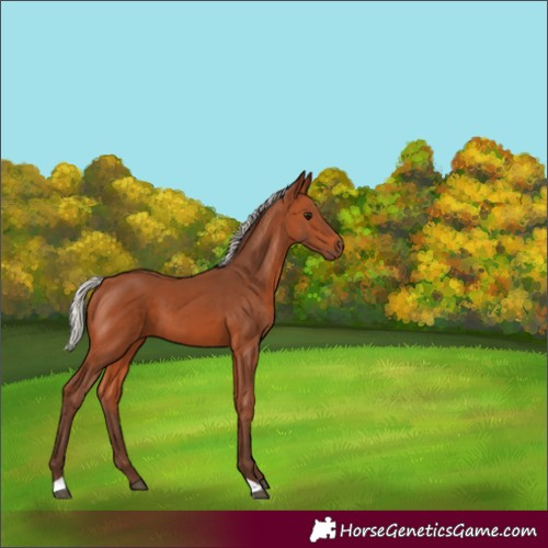 Horse Color:Silver Bay 