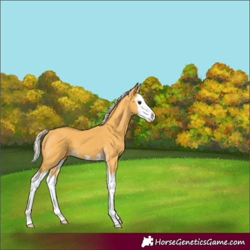 Horse Color:Palomino Splash 