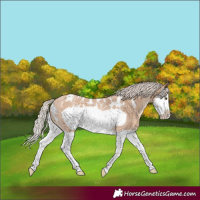 Horse Color:Silver Bay Roan Dun Splash Frame Appaloosa Rabicano 