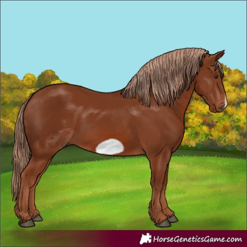 Horse Color:Chestnut Frame 