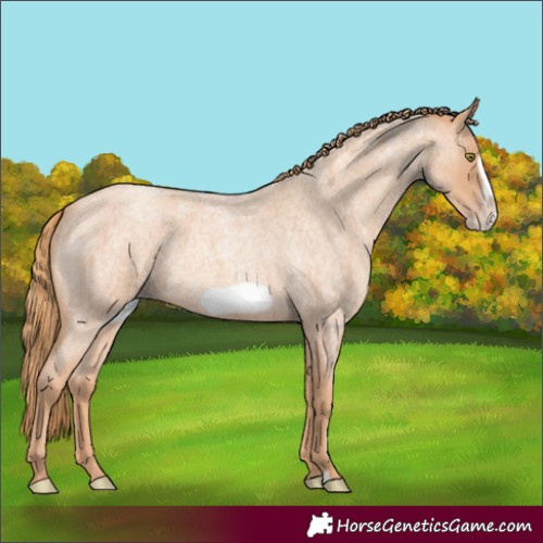 Horse Color:Gold Champagne Roan Frame 