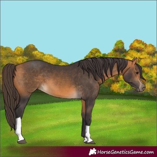 Horse Color:Buckskin Tobiano 