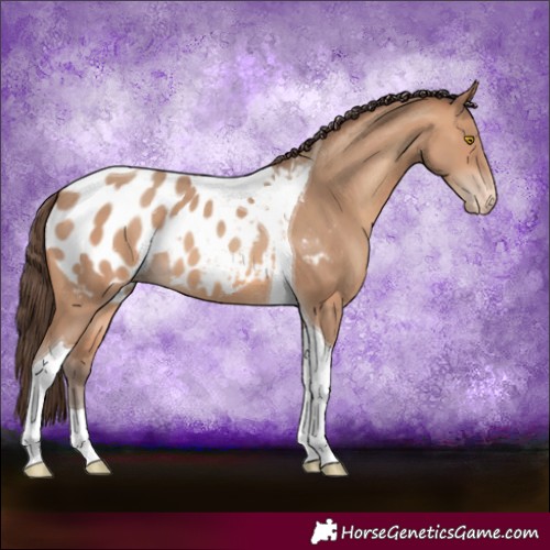 Horse Color:Amber Champagne Tobiano Appaloosa 