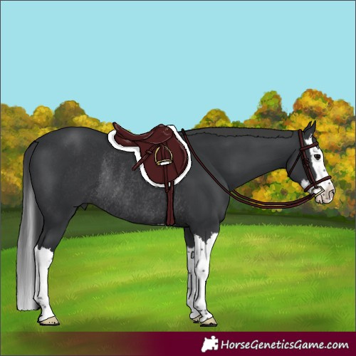 LA Going Commando | HorseGeneticsGame.com