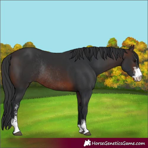 Horse Color:Brown Sabino Rabicano