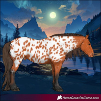 Horse Color:Bay Near Leopard 